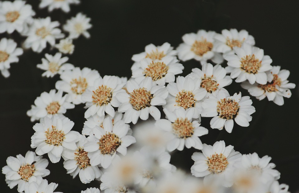 flowers, white flowers, small flowers