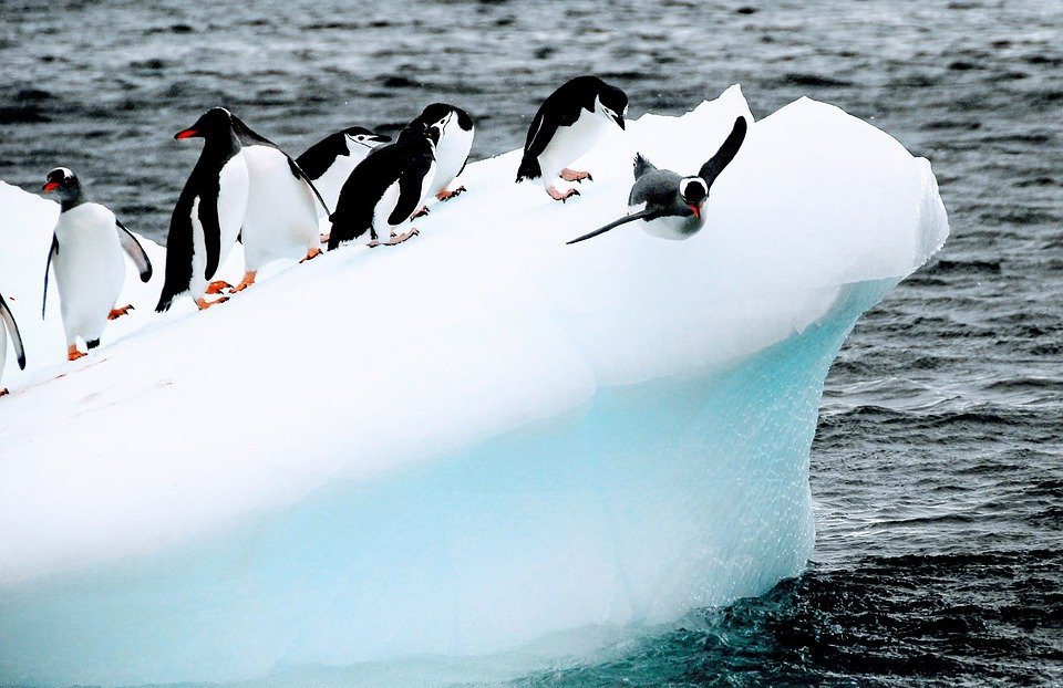penguins, birds, iceberg