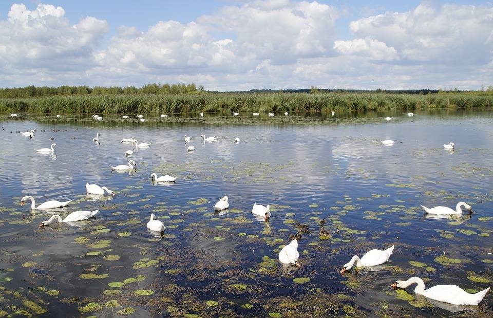 landscape, spring lake, nature reserve