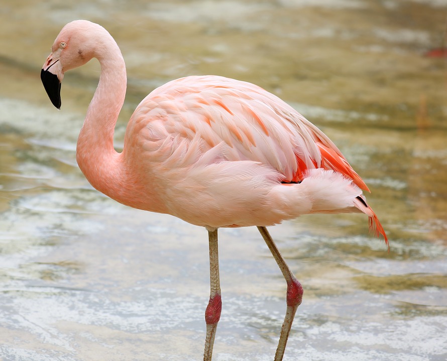 flamingo by the lake, colorful, bird
