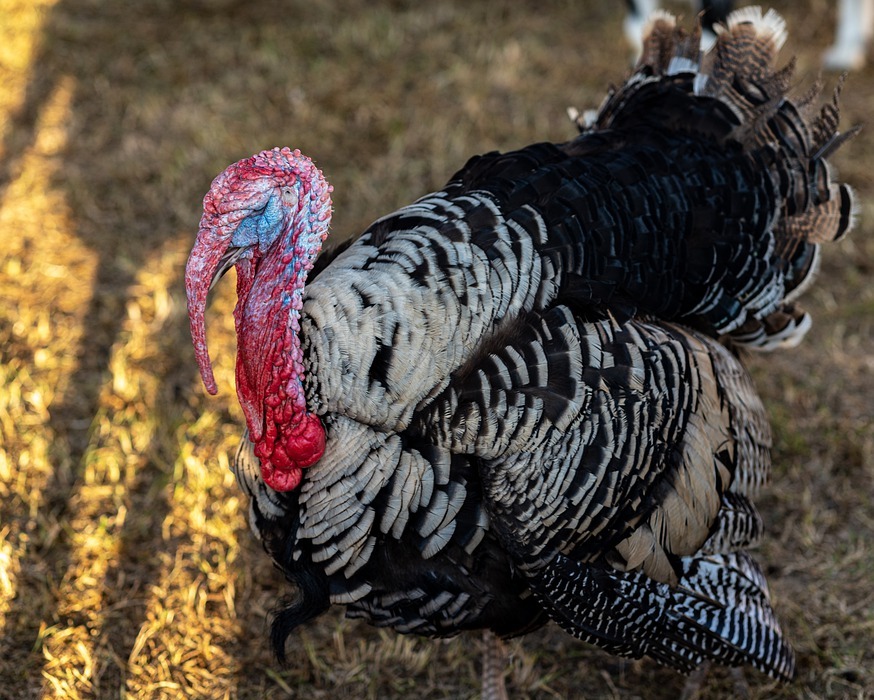 turkey, gobble, thanksgiving