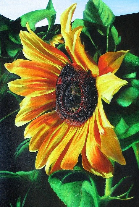 drawing, sunflower, morning