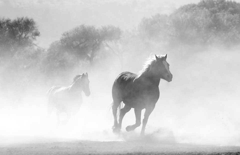 horse, herd, fog