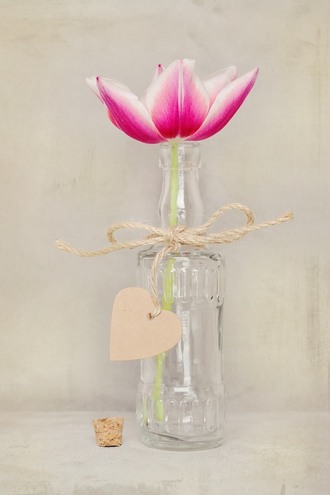 flower, tulip, blossom