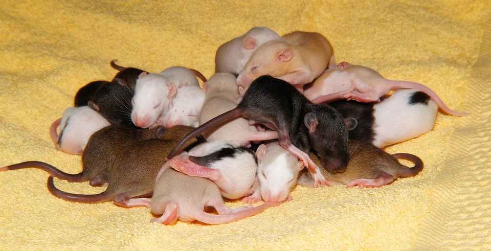 rat, rat babies, cute