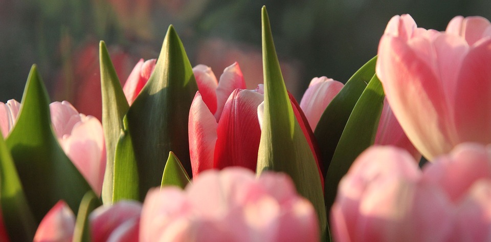 tulips, colour, pink