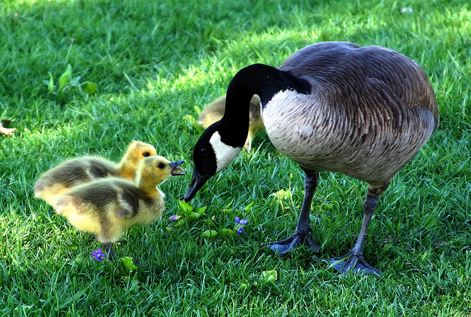 canada goose, mother's day, fluffy
