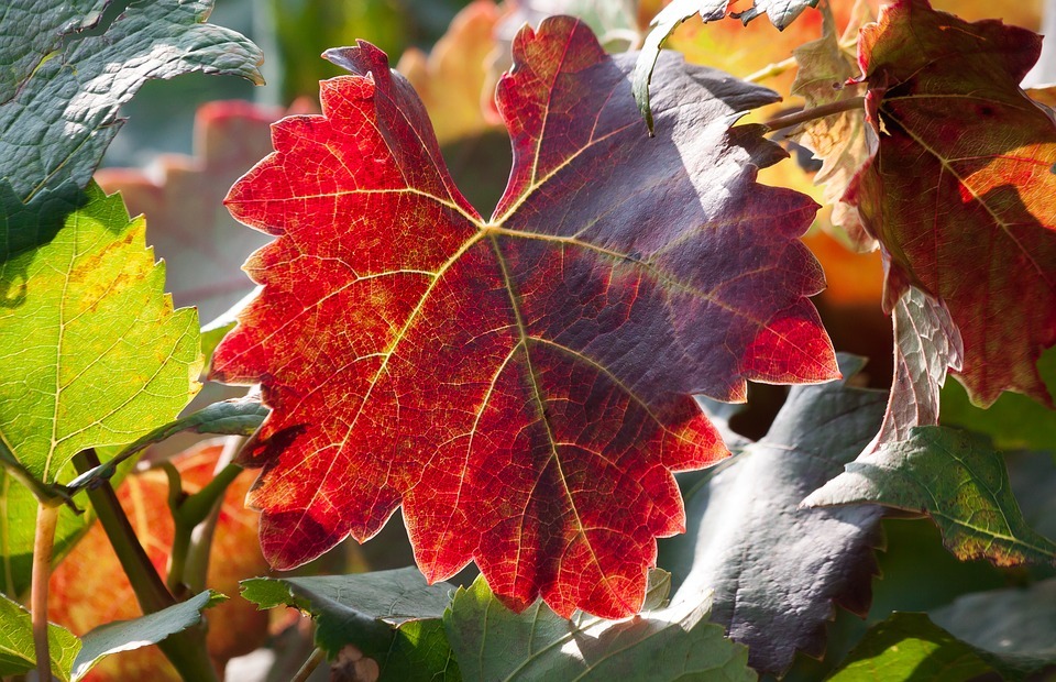 wine, leaf, wine harvest