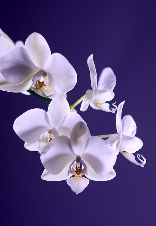 orchid, flower, plant