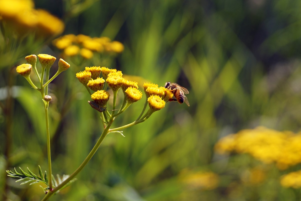 flowers, yellow, honey bee