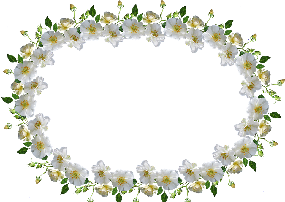 frame, border, white rose