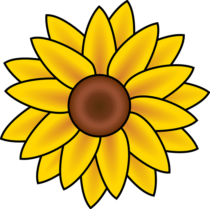 daisy, flower, yellow