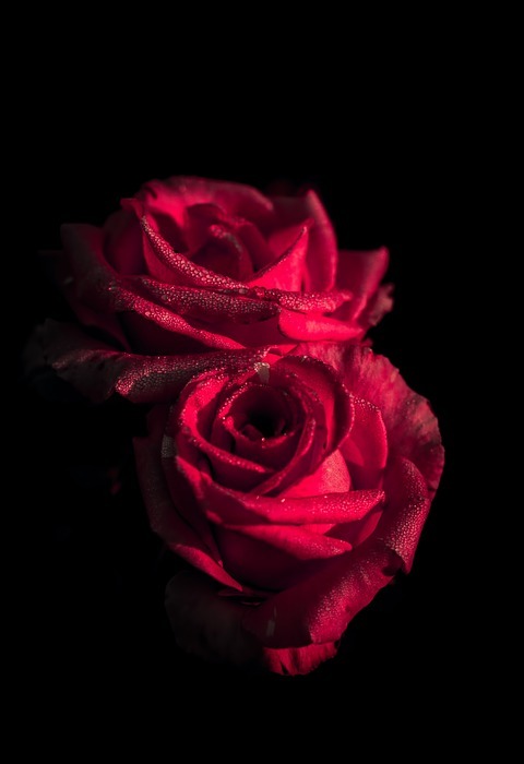 red, flower, rose