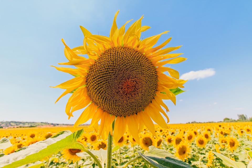 sunflower, summer, sunflower field