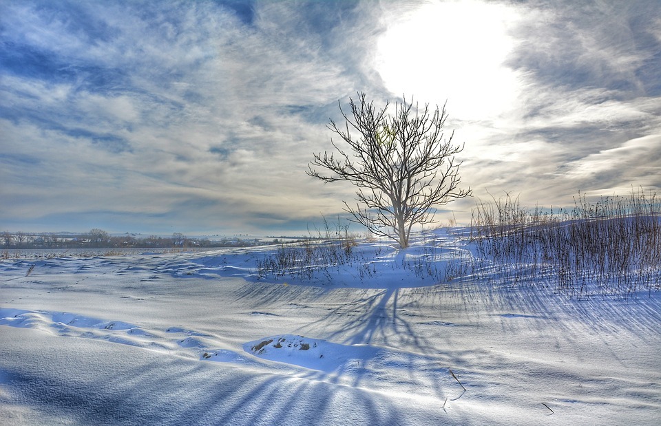snowy landscape, lonely tree, winter sun