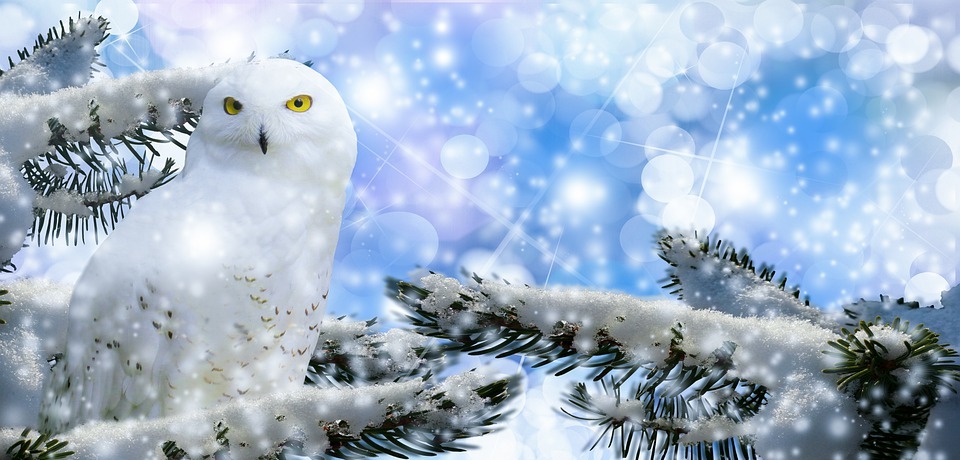 snowy owl, fir, snow