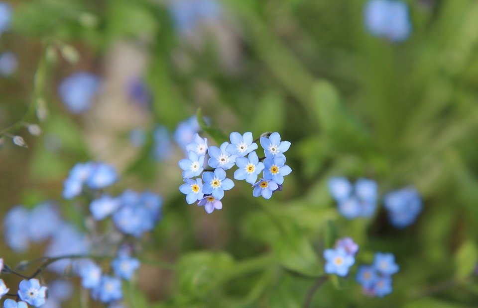 myosotis, blue flowers, small flower