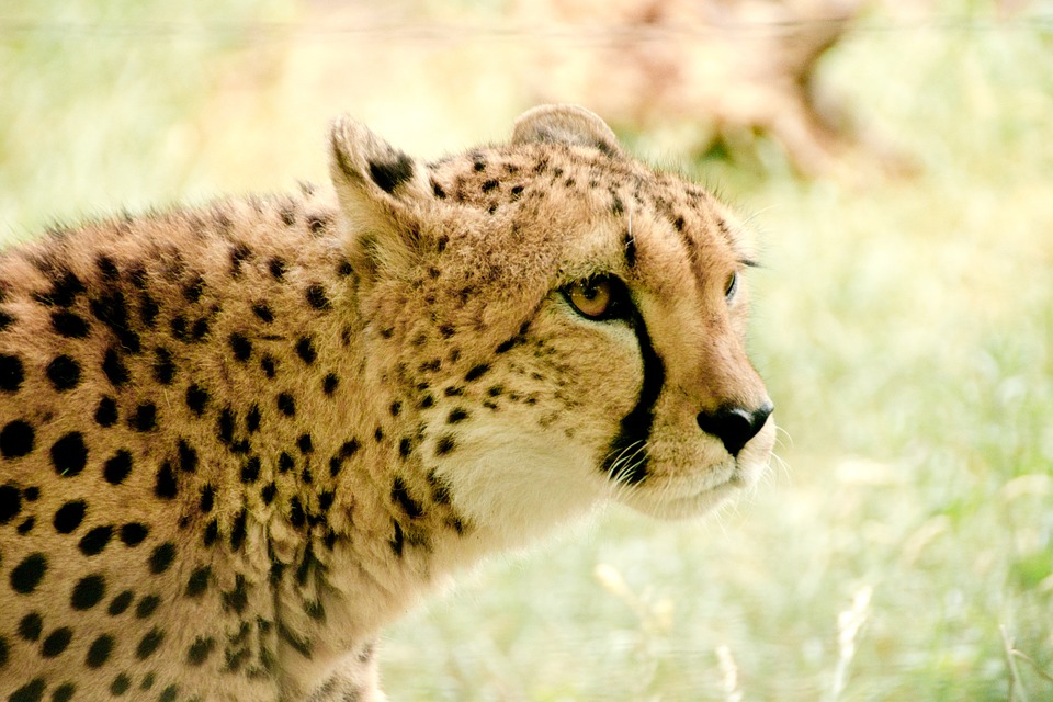 cheetah, africa, kenya