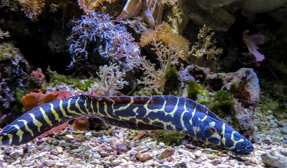 eel, sea animal, blue