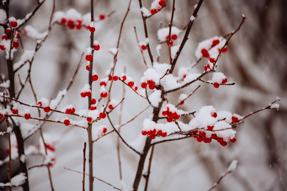 winter, snow, berries