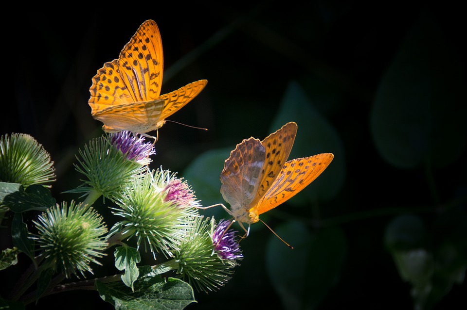 silver-bordered fritillary, butterfly, nature