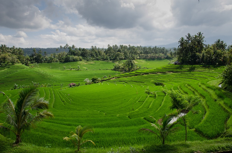 rice terraces, paddy, paddies
