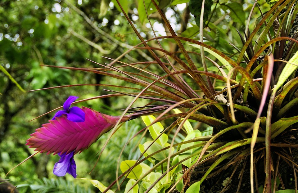 exotic flower, tillandsia, bromeliad