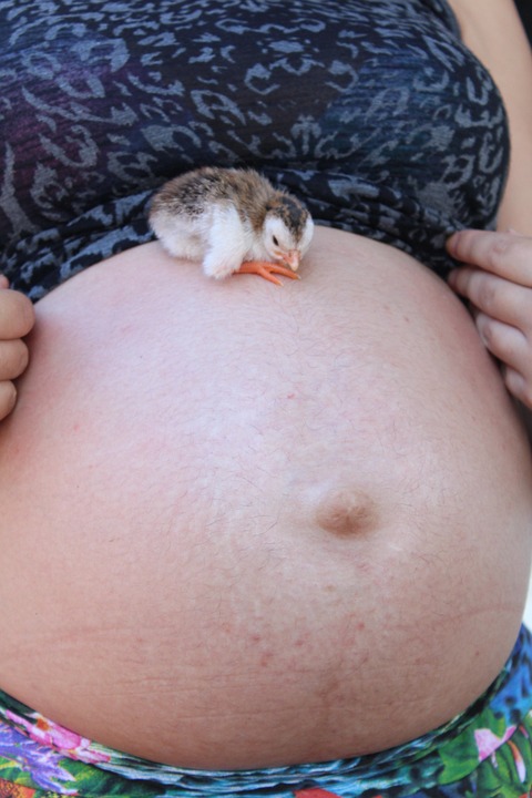 gestation, pregnancy, chick