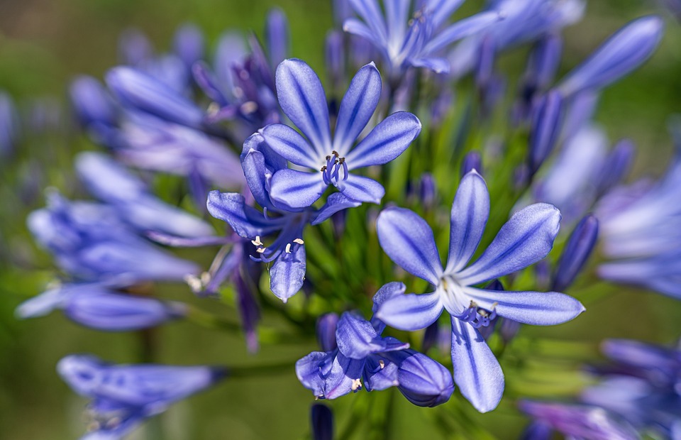 flowers, blue flowers, small flowers