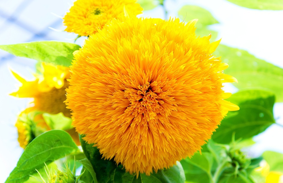 yellow flower, beautiful exotic sunflower, in the sun