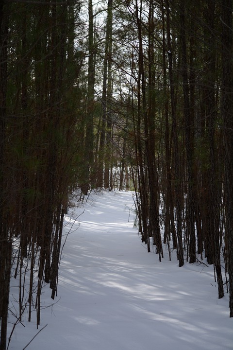 forest, path, snowy