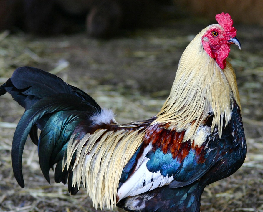 colorful, rooster, feathered