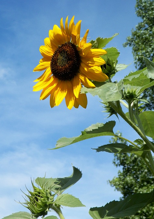 sunflower, flower, outdoor
