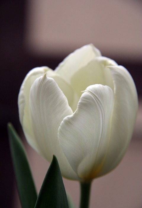 tulip, white, flower