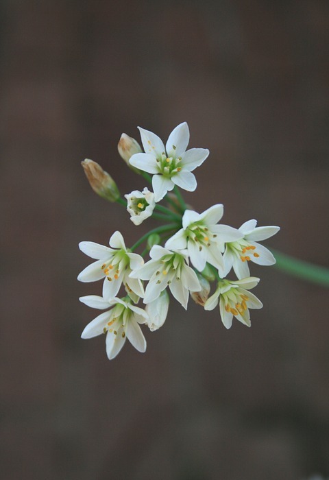 flowers, garlic, small
