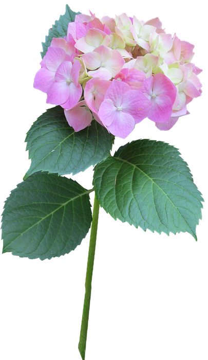 hydrangea, pink, stem