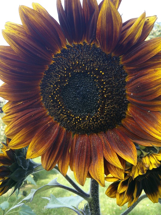 sunflower, garden, summer