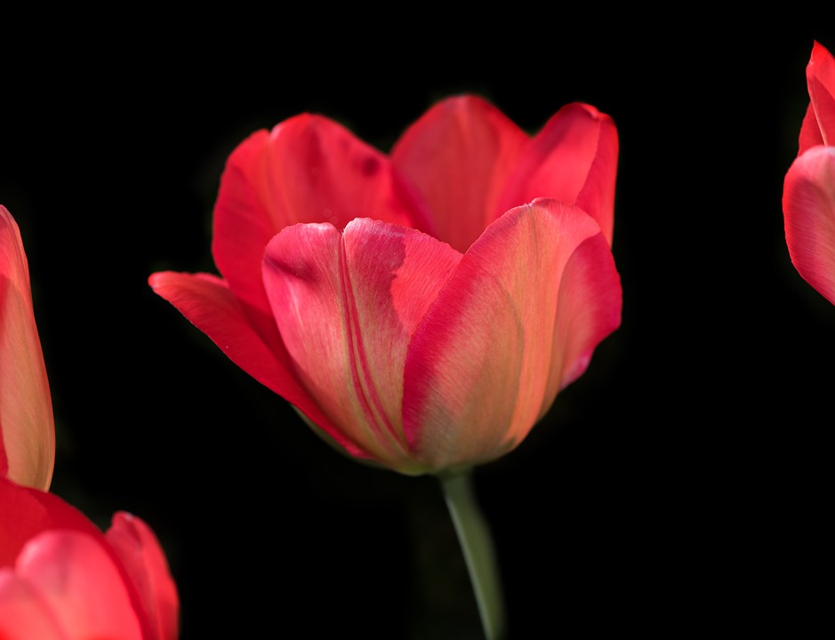 tulip, flower, blossom