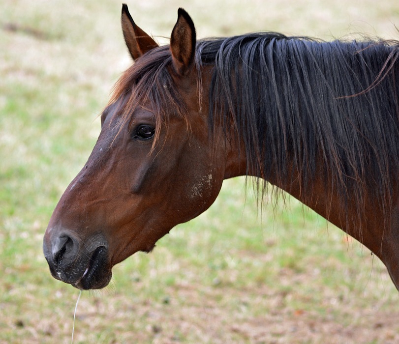 horse, pure arab blood, horse breeding
