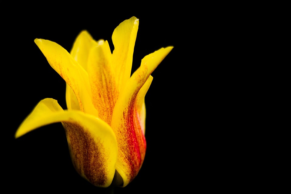 tulip, yellow flower, red