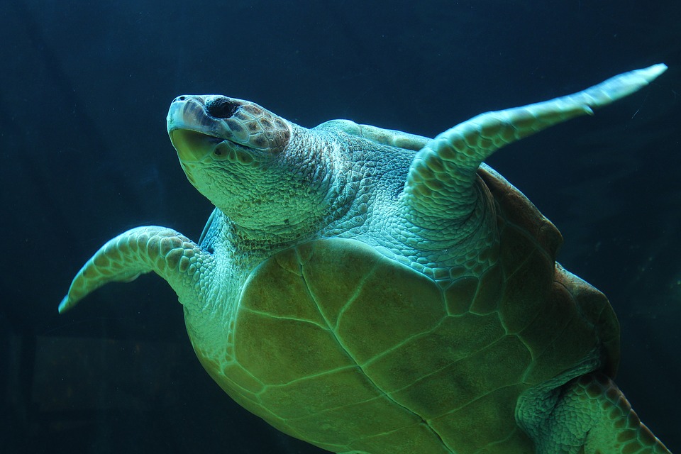 underwater, turtle, sea turtle