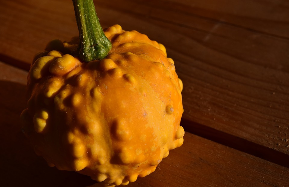 ornamental pumpkin, freestyle bite, yellow