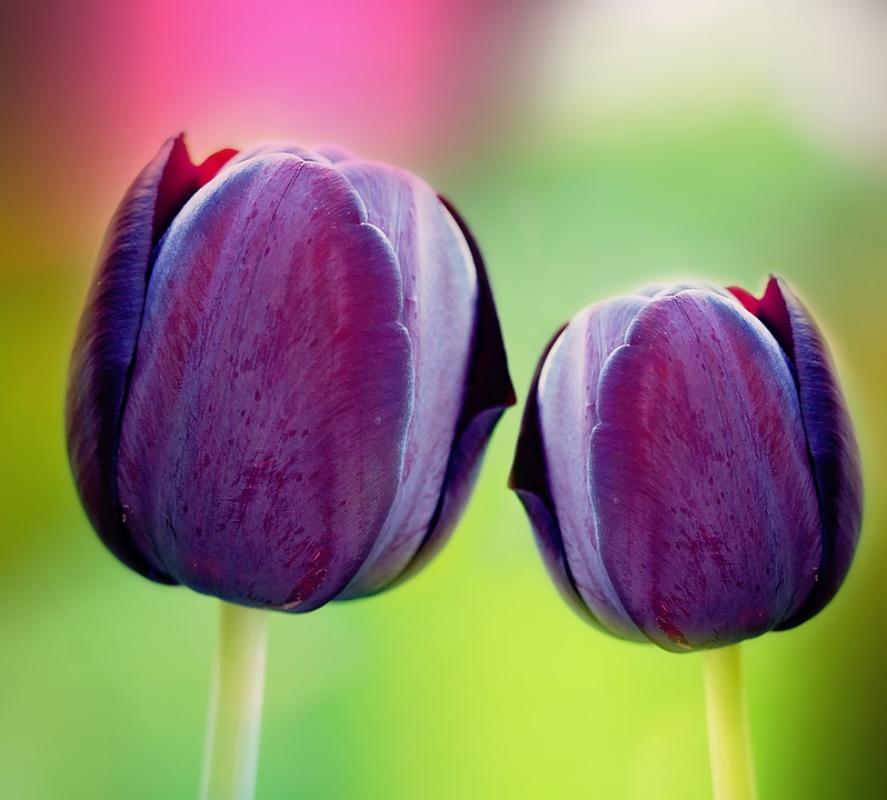 tulips, violet, purple