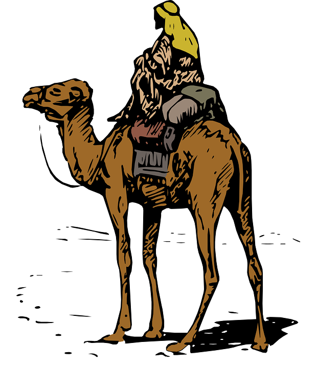 bedouin, desert, camel