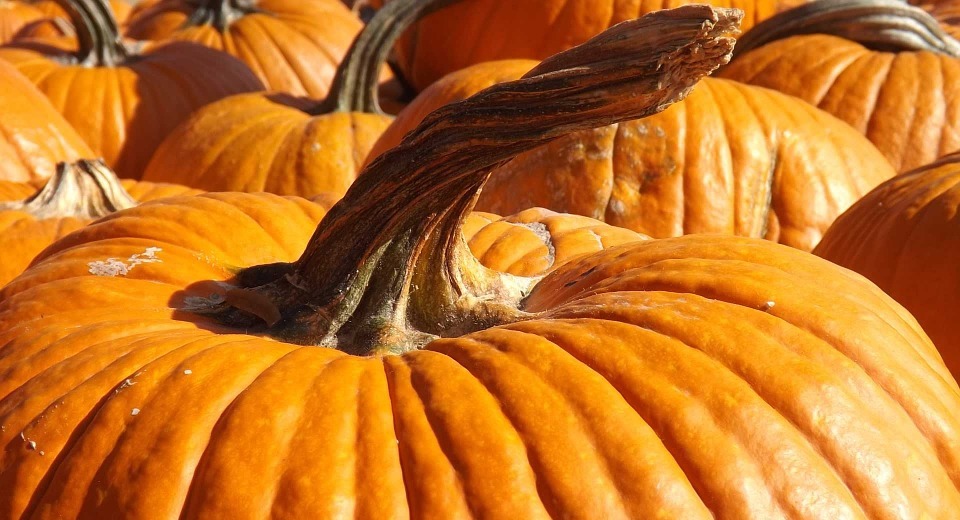 pumpkin, holiday, season