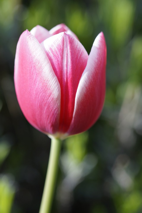 tulip, tulpenbluete, bloom
