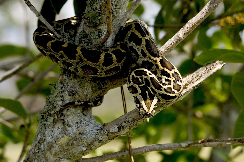 burmese python, snake, reptile