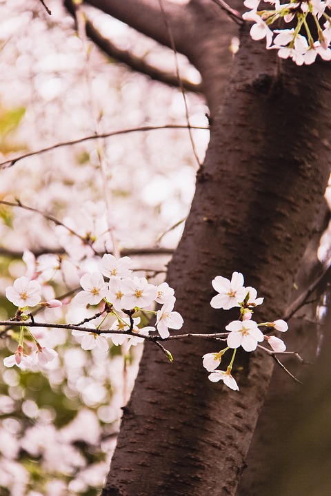cherry blossom, flowers, spring