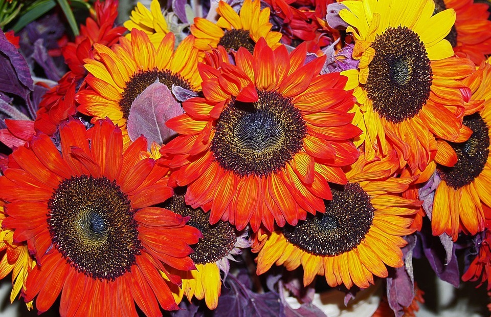 sunflower, red, yellow