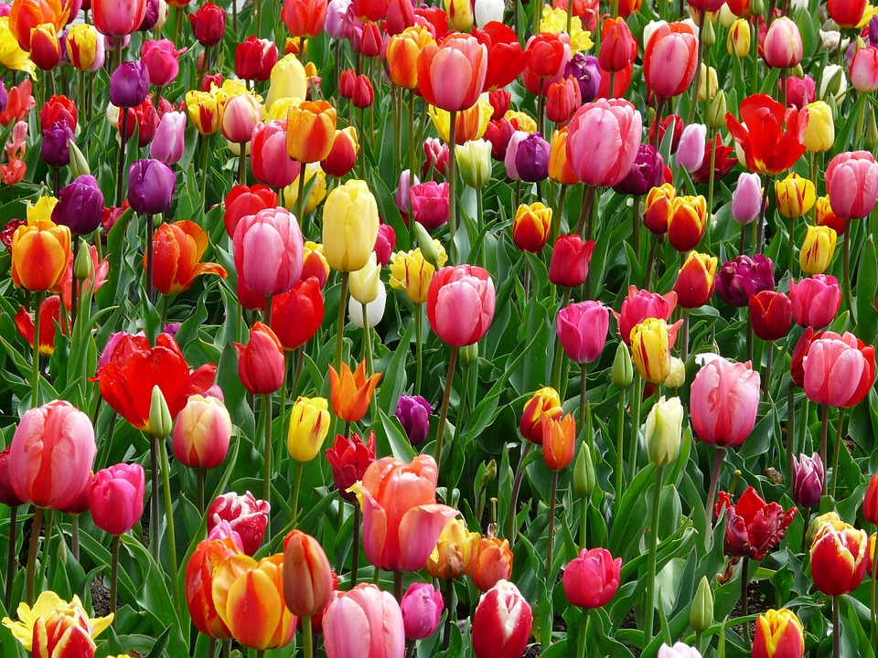 tulips, bed, colorful
